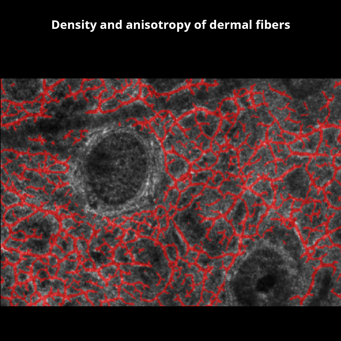 Fibers