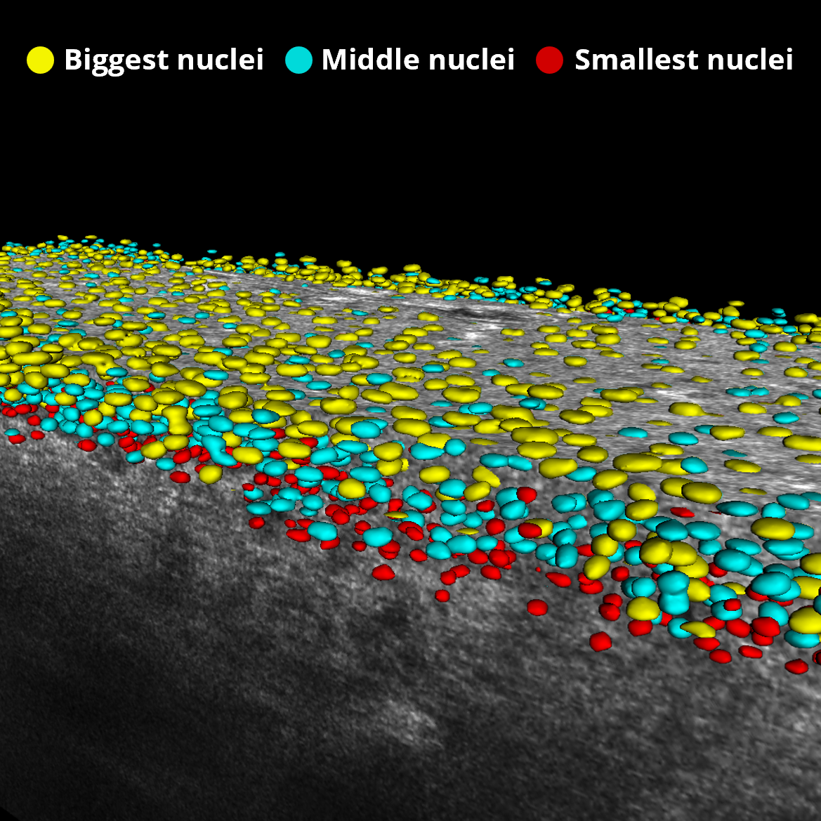 Keratinocyte Nuclei